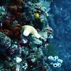 Picture taken during the dive