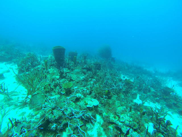 Aquanauts Grenada - Dive Center in Grenada