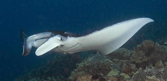 Kona Ocean Adventures - Dive Center in United States