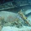 Picture taken during the dive