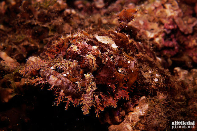 Fun & Sun Dive & Travel - Dive Center in Philippines