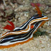 Picture taken during the dive