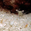 Picture taken during the dive
