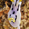 Picture taken during the dive