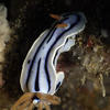 Picture taken during the dive