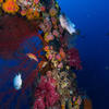 Picture taken during the dive