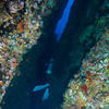 Picture taken during the dive