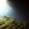 Picture taken during the dive