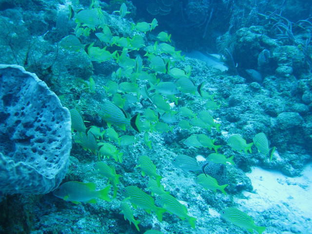 Deep Exposure Dive Center - Dive Center