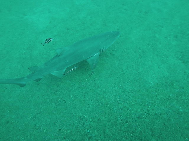 Aquatic Safaris - Dive Center in United States