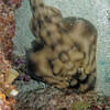 Picture taken during the dive
