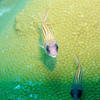 Picture taken during the dive
