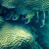 Picture taken during the dive