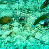 Picture taken during the dive