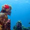 Picture taken during the dive