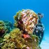 Picture taken during the dive