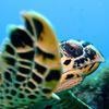 Picture taken during the dive