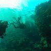 Picture taken during the dive