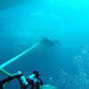 Picture taken during the dive
