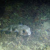 Picture taken during the dive