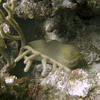 Picture taken during the dive