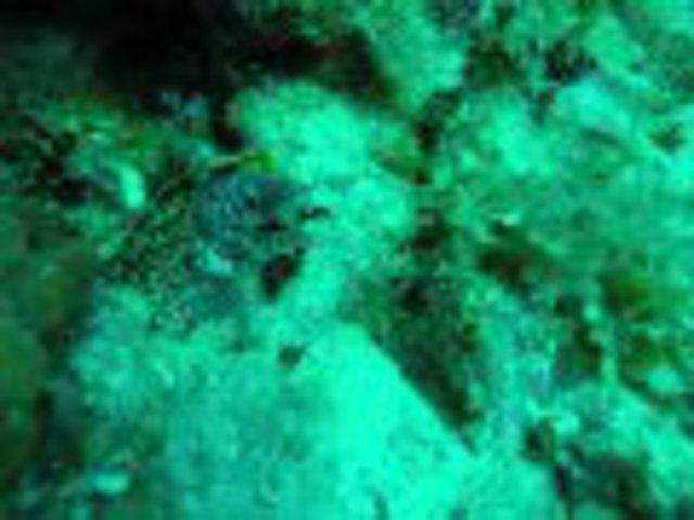 Scubacaribe - Dive Center in Jamaica