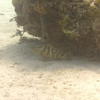 Picture taken during the dive