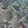 Picture taken during the dive