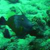 Picture taken during the dive