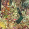 Picture taken during the dive
