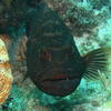 Picture taken during the dive