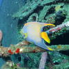 Picture taken during the dive