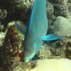 Picture taken during the dive