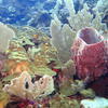 Picture taken during the dive