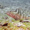 Picture taken during the dive