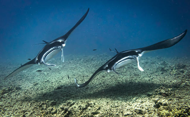 Diving in Kailua-Kona, United States - By April Leonard