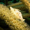 Picture taken during the dive
