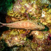 Picture taken during the dive