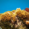 Picture taken during the dive
