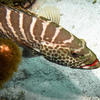 Picture taken during the dive