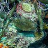 Picture taken during the dive