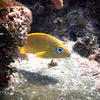 Picture taken during the dive