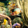 Picture taken during the dive