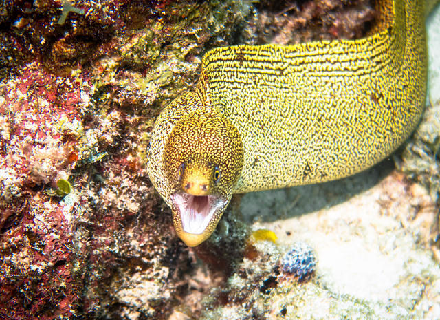 Blackbeard's Cruises - Dive Center in United States