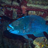 Picture taken during the dive