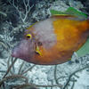 Picture taken during the dive