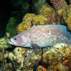 Picture taken during the dive