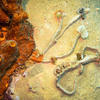 Picture taken during the dive