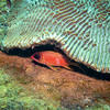 Picture taken during the dive