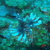 Picture taken during the dive